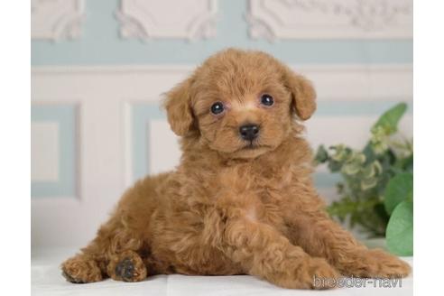 成約済の神奈川県のトイプードル-232072の3枚目