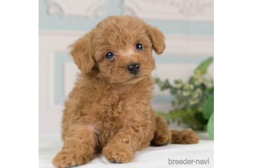 成約済の神奈川県のトイプードル-232072の2枚目