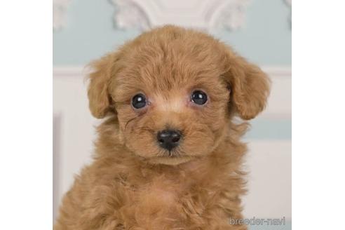 成約済の神奈川県のトイプードル-232072の1枚目