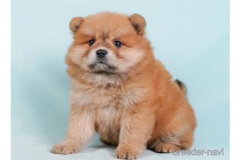 成約済の東京都のミックス犬-232078の2枚目