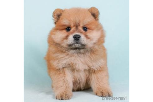 成約済の東京都のミックス犬-232078の3枚目