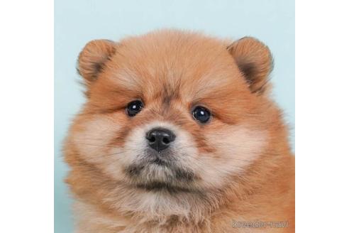 成約済の東京都のミックス犬-232078の5枚目