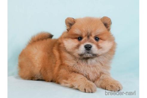 成約済の東京都のミックス犬-232078の1枚目