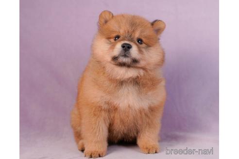 成約済の千葉県のミックス犬-232080の4枚目