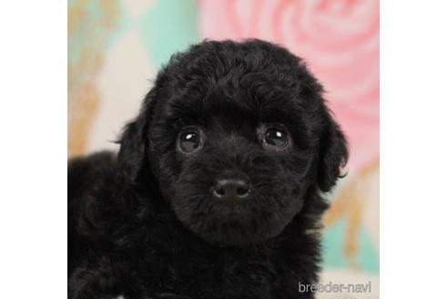 成約済の千葉県のトイプードル-232087の3枚目