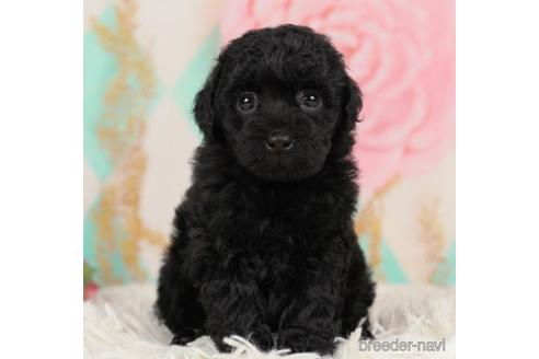 成約済の千葉県のトイプードル-232087の4枚目