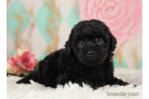 成約済の千葉県のトイプードル-232087の1枚目