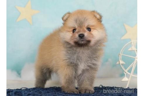 成約済の千葉県のポメラニアン-232088の2枚目