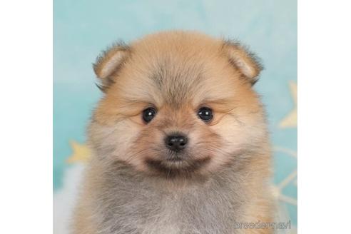 成約済の千葉県のポメラニアン-232088の5枚目