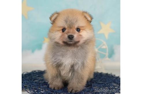 成約済の千葉県のポメラニアン-232088の3枚目