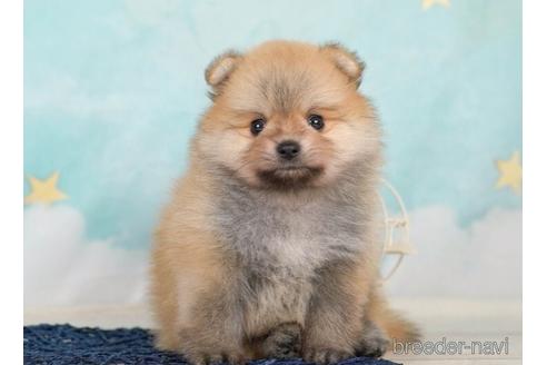 成約済の千葉県のポメラニアン-232088の1枚目