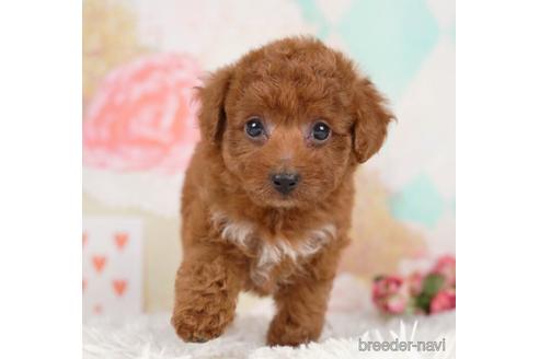 成約済の千葉県のトイプードル-232091の5枚目