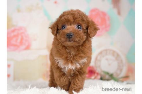 成約済の千葉県のトイプードル-232091の3枚目