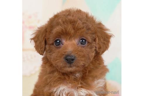 成約済の千葉県のトイプードル-232091の1枚目