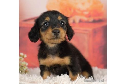 成約済の千葉県のミニチュアダックスフンド(ロングヘアード)-232099の2枚目