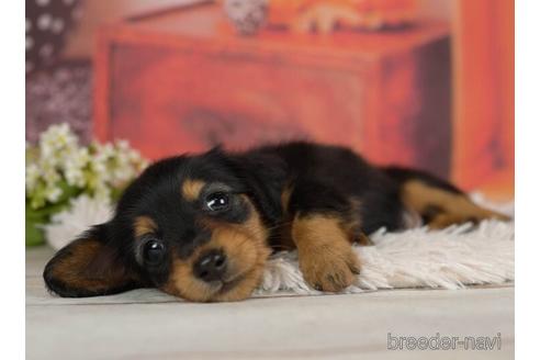 成約済の千葉県のミニチュアダックスフンド(ロングヘアード)-232099の3枚目