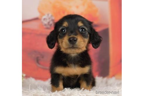 成約済の千葉県のミニチュアダックスフンド(ロングヘアード)-232099の4枚目