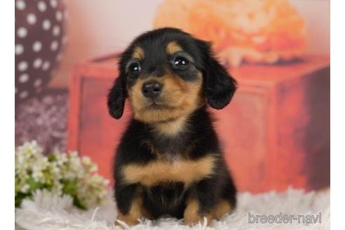 成約済の千葉県のミニチュアダックスフンド(ロングヘアード)-232099の1枚目