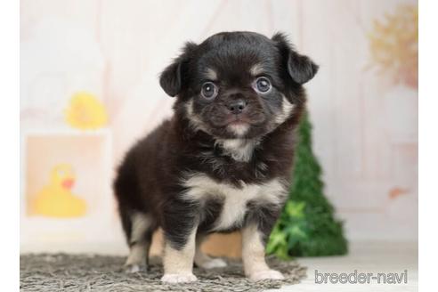 成約済の千葉県のチワワ(ロングコート)-232100の2枚目