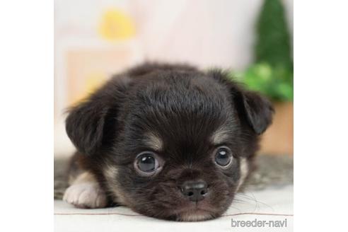 成約済の千葉県のチワワ(ロングコート)-232100の5枚目