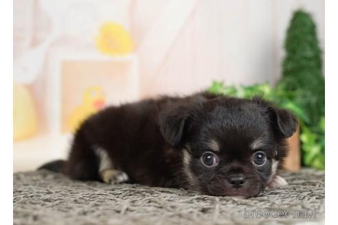 成約済の千葉県のチワワ(ロングコート)-232100の3枚目