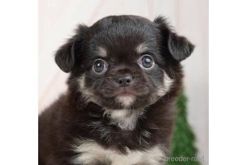 成約済の千葉県のチワワ(ロングコート)-232100の1枚目