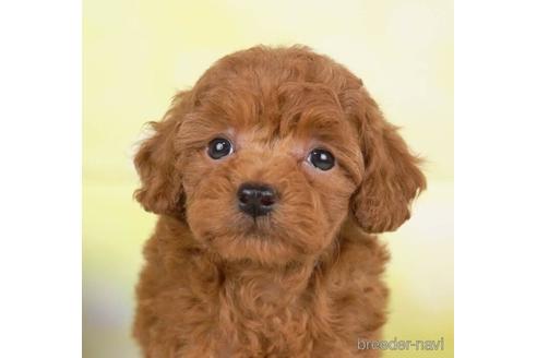 成約済の千葉県のトイプードル-232101の1枚目