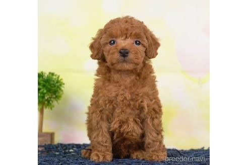 成約済の千葉県のトイプードル-232101の4枚目