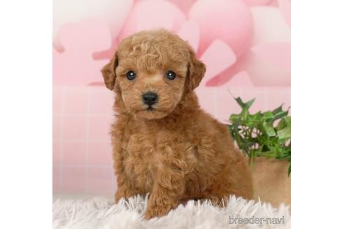 成約済の千葉県のトイプードル-232102の5枚目