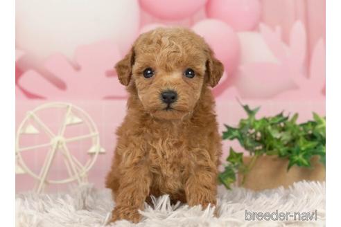 成約済の千葉県のトイプードル-232102の2枚目