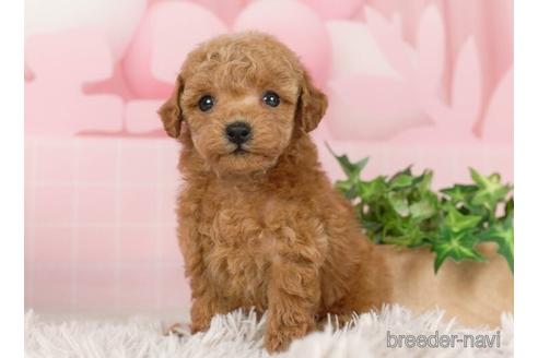 成約済の千葉県のトイプードル-232102の3枚目