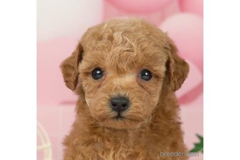 成約済の千葉県のトイプードル-232102の1枚目