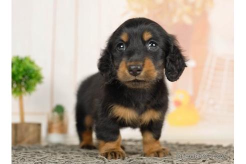 成約済の千葉県のミニチュアダックスフンド(ロングヘアード)-232103の3枚目