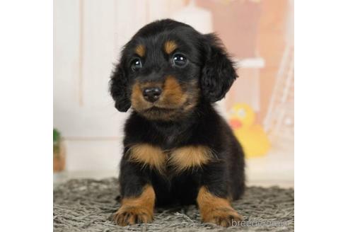 成約済の千葉県のミニチュアダックスフンド(ロングヘアード)-232103の5枚目