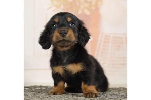 成約済の千葉県のミニチュアダックスフンド(ロングヘアード)-232103