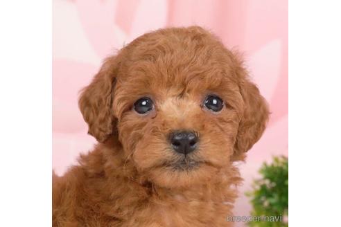 成約済の千葉県のトイプードル-232104