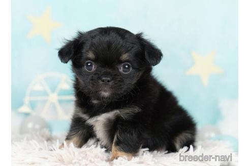 成約済の千葉県のチワワ(ロングコート)-232106の5枚目