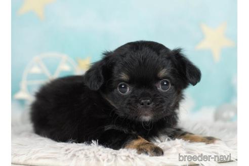 成約済の千葉県のチワワ(ロングコート)-232106の4枚目