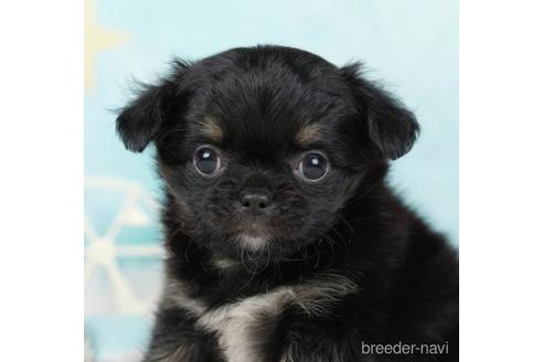 成約済の千葉県のチワワ(ロングコート)-232106の2枚目