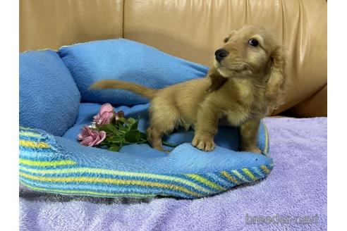 成約済の栃木県のミニチュアダックスフンド(ロングヘアード)-232158の4枚目