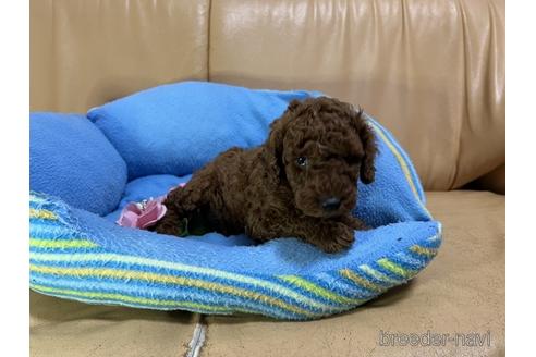 成約済の栃木県のトイプードル-232159の4枚目