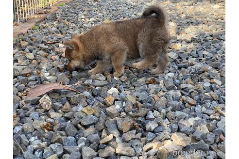 成約済の岡山県の柴犬-226890の4枚目