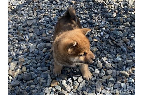 成約済の岡山県の柴犬-226890の5枚目