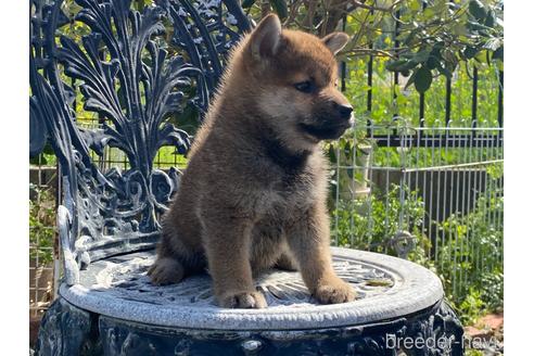 成約済の岡山県の柴犬-226890の3枚目