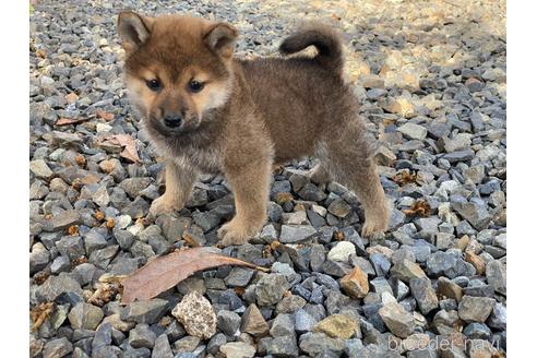 成約済の岡山県の柴犬-226890の1枚目