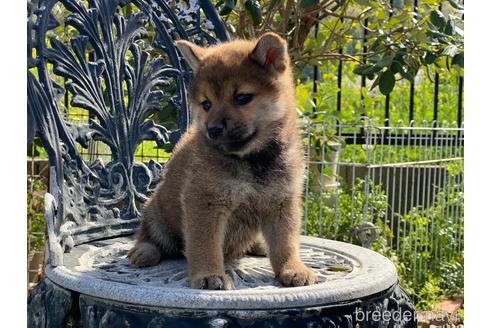 成約済の岡山県の柴犬-226890の2枚目