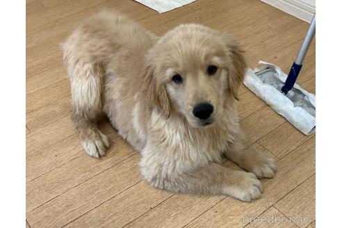 成約済の千葉県のゴールデンレトリーバー-223891の7枚目