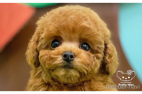 成約済の愛知県のタイニープードル-232258