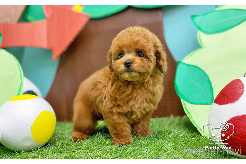 成約済の愛知県のタイニープードル-232258の4枚目