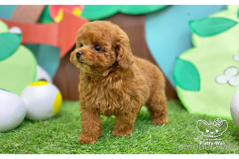 成約済の愛知県のタイニープードル-232258の5枚目